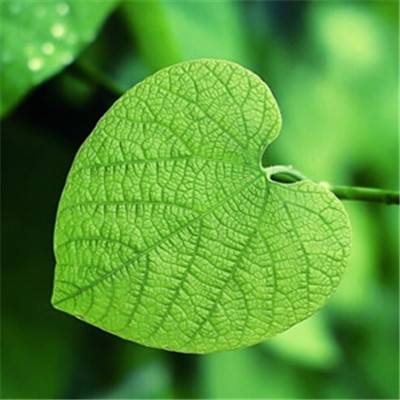 爱游戏全站APP入口苹果版下载手机版